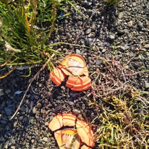 Neil_Manchon_Political_Pigeons_Trump (12)